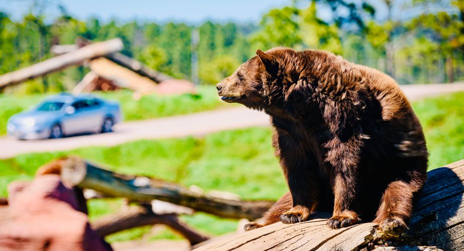 Photo by Travel South Dakota 2 Photo by Travel South Dakota 2